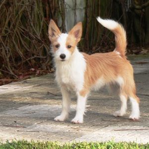 Meet your Posher, Grace